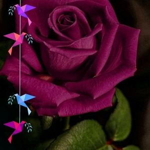 Meet your Posher, Lenetta